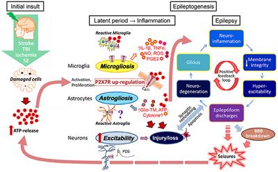 The ATP-Gated P2X7 Receptor As a Target for the Treatment of Drug-Resistant Epilepsy